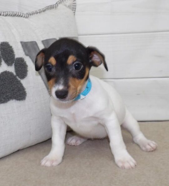 Jack Russell Terrier DOG Female Black 2558 Petland Pensacola, Florida