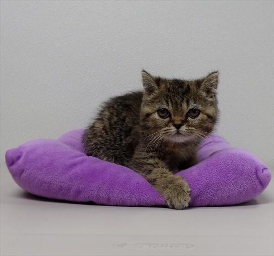 Exotic Short Hair DOG Female Brown Patched Tabby 2561 Petland Pensacola, Florida