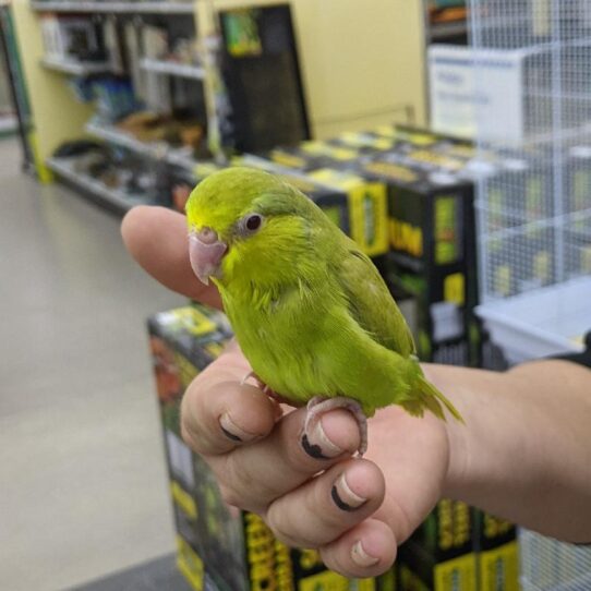 Parrotlet BIRD Male Green Fallow 520 Petland Pensacola, Florida