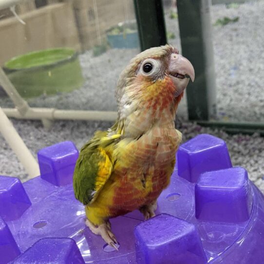 Greeen Cheek Conure-BIRD-Unknown-Pineapple-516-Petland Pensacola, Florida