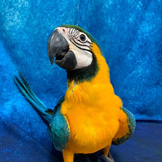 Macaw-BIRD-Male-Blue & Gold-2578-Petland Pensacola, Florida