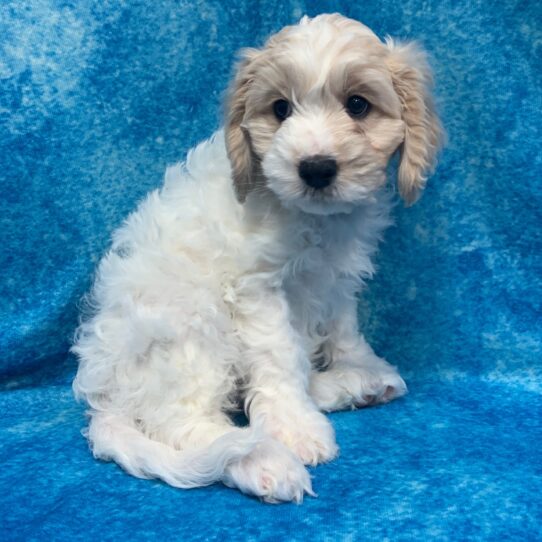 Cavachon DOG Male Apricot Party 2570 Petland Pensacola, Florida