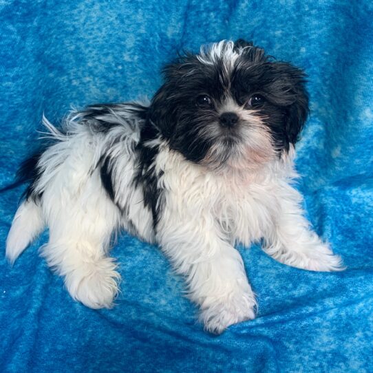 Shih Tzu DOG Male Brindle/ White 2571 Petland Pensacola, Florida