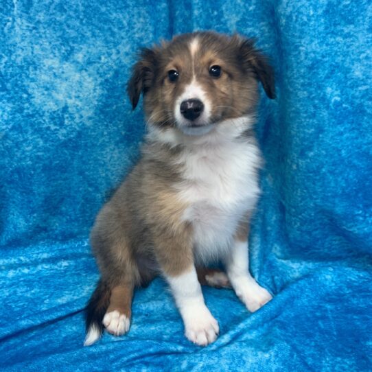 Sheltie DOG Male Sable/White 2572 Petland Pensacola, Florida