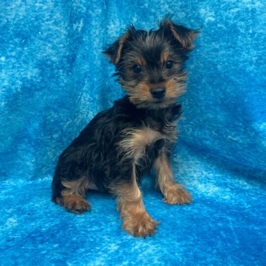 Yorkie DOG Male Black/Tan 2573 Petland Pensacola, Florida