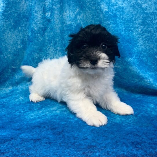 Havanese DOG Male Black/White 2586 Petland Pensacola, Florida