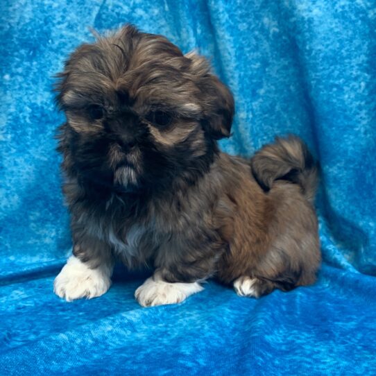 Shih Tzu DOG Female Gold w/ White 2587 Petland Pensacola, Florida