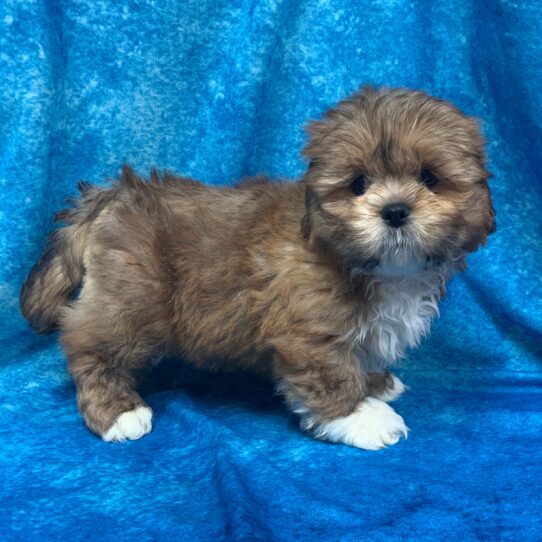 Lhasa Apso DOG Male Golden w/ White 2588 Petland Pensacola, Florida