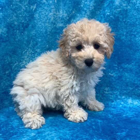 Poodle DOG Female Cream 2589 Petland Pensacola, Florida