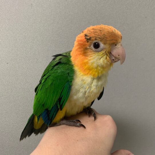 White Bellied Caique BIRD Male 2512 Petland Pensacola, Florida