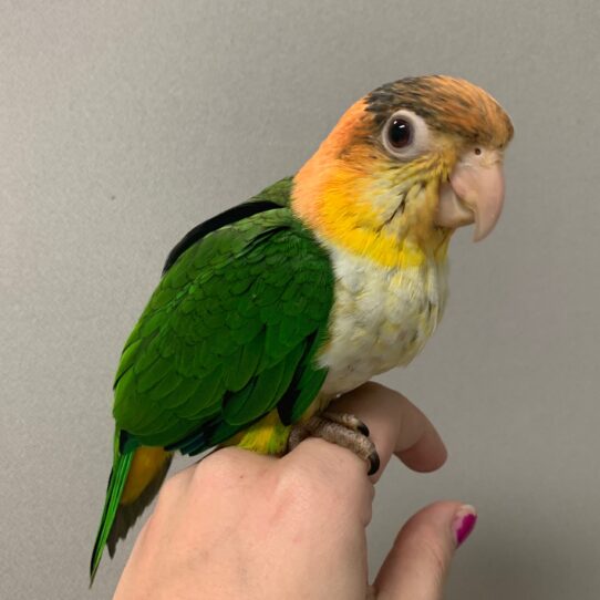 White Bellied Caique BIRD Male 2513 Petland Pensacola, Florida