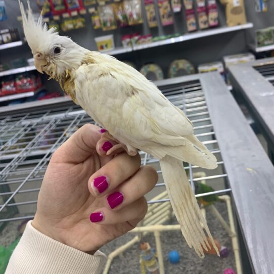 Cockatiel BIRD Unknown Lutino White Face 2102 Petland Pensacola, Florida