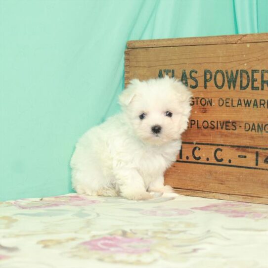 Maltese-DOG-Male-White-2603-Petland Pensacola, Florida