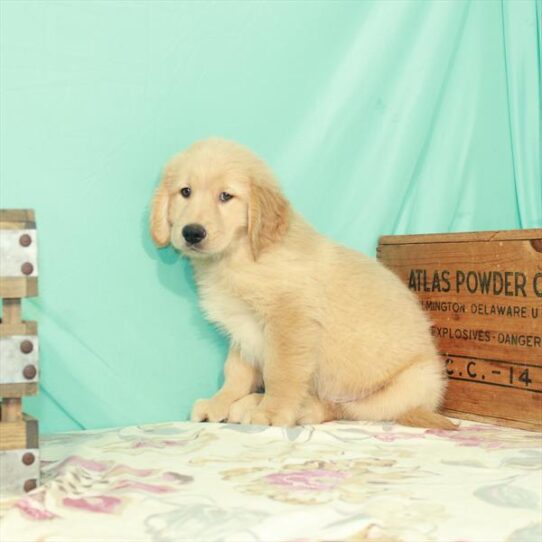 Golden Retriever DOG Male Golden 2604 Petland Pensacola, Florida