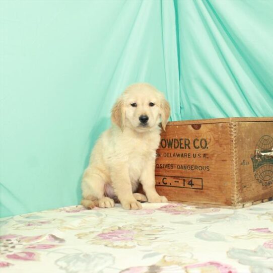 Golden Retriever DOG Female Golden 2605 Petland Pensacola, Florida