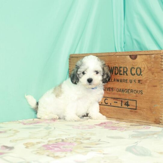 Bichon/Shih Tzu DOG Male White / Gold 2606 Petland Pensacola, Florida