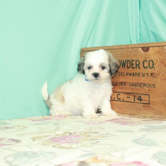 Bichon/Shih Tzu DOG Female White / Gold 2607 Petland Pensacola, Florida