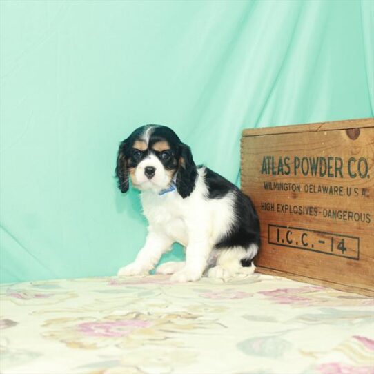 Cavalier King Charles Spaniel DOG Male White Black / Tan 2608 Petland Pensacola, Florida