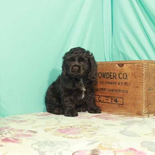 Cocker Spaniel DOG Male Chocolate 2609 Petland Pensacola, Florida