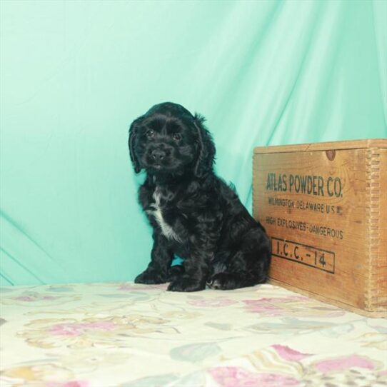 Cocker Spaniel DOG Female Black 2610 Petland Pensacola, Florida