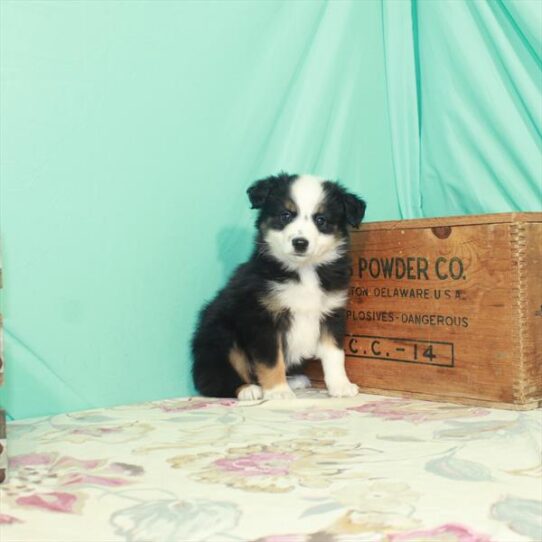 Miniature Australian Shepherd DOG Male Black White / Tan 2612 Petland Pensacola, Florida