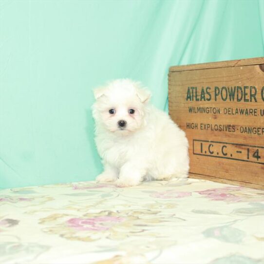 Maltese DOG Female White 2613 Petland Pensacola, Florida