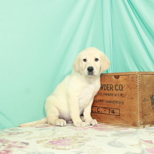 Labrador Retriever DOG Male Yellow 2614 Petland Pensacola, Florida