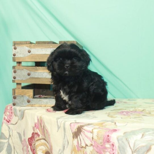 Pekingese/Shih Tzu-DOG-Male-Black-2615-Petland Pensacola, Florida