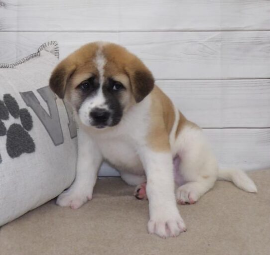 Akita-DOG-Male-Fawn / White-2618-Petland Pensacola, Florida