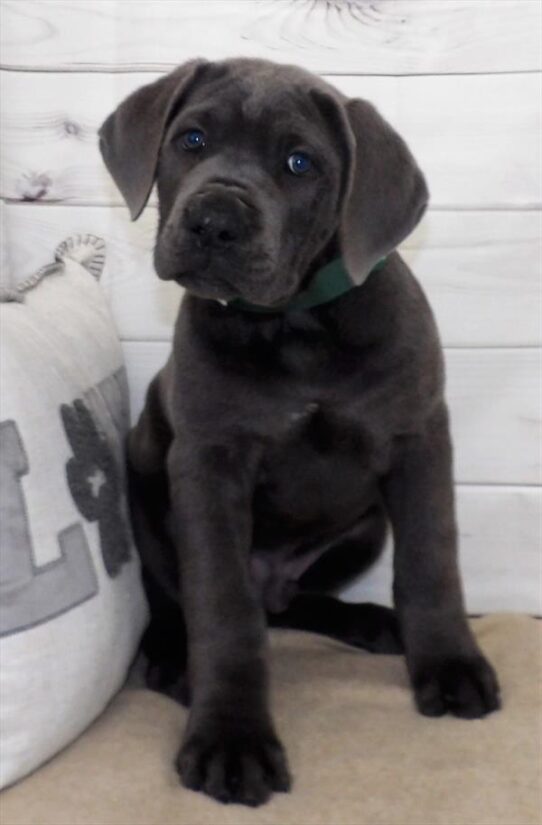 Cane Corso DOG Male Blue 2620 Petland Pensacola, Florida