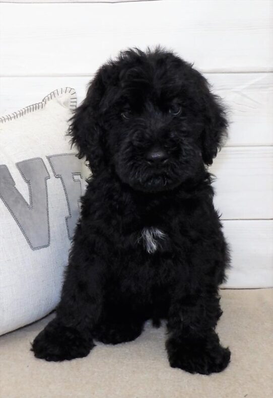 Soft Coated Wheaten Terrier/Poodle-DOG-Male-Black-2621-Petland Pensacola, Florida