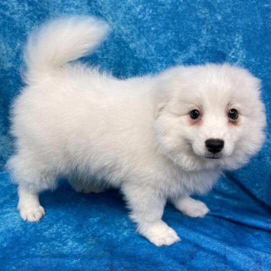 American Eskimo Dog DOG Female White 2648 Petland Pensacola, Florida