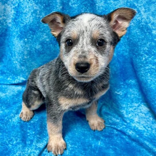 Australian Cattle Dog DOG Male Blue 2658 Petland Pensacola, Florida