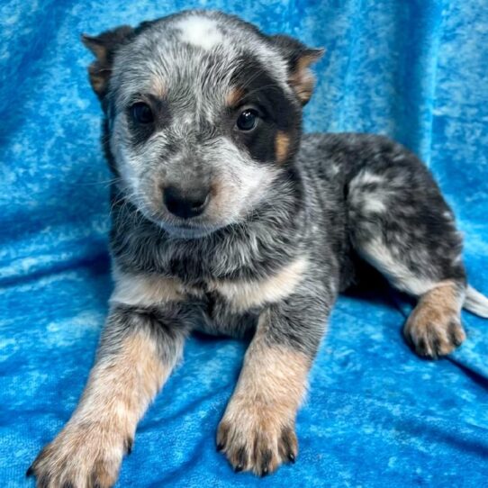 Australian Cattle Dog DOG Female Blue 2659 Petland Pensacola, Florida