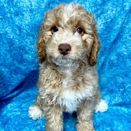 Cockapoo-DOG-Male-Red-2662-Petland Pensacola, Florida