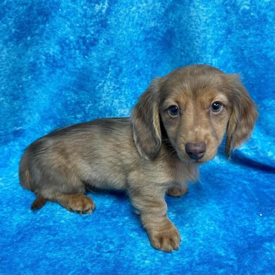 Dachshund DOG Female Chocolate 2657 Petland Pensacola, Florida