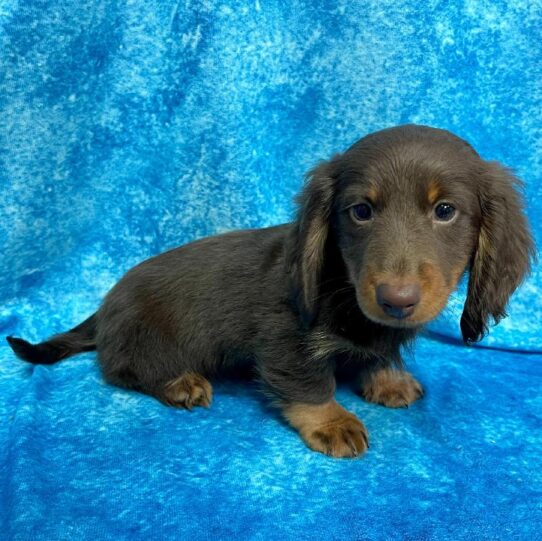 Dachshund DOG Male Chocolate / Tan 2656 Petland Pensacola, Florida