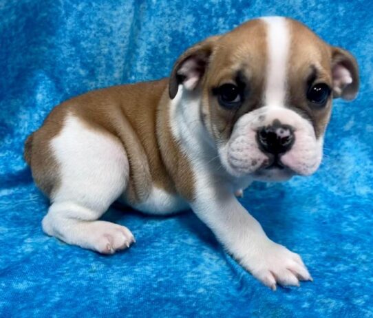 English Bulldog-DOG-Male-Fawn-2668-Petland Pensacola, Florida