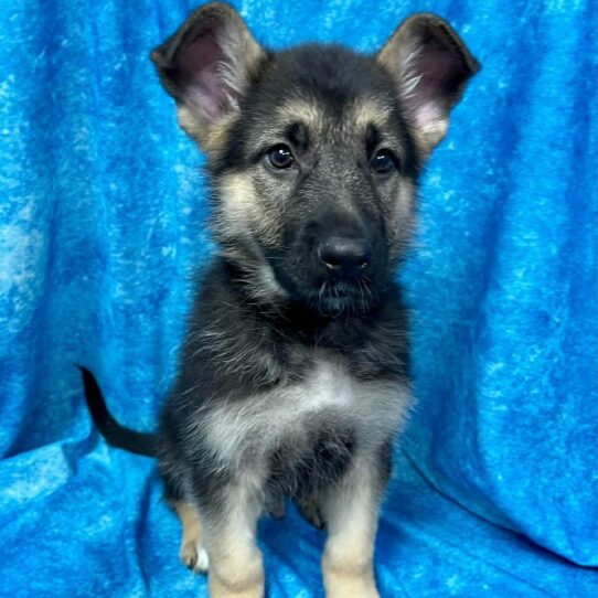 German Shepherd DOG Male Black / Tan 2652 Petland Pensacola, Florida