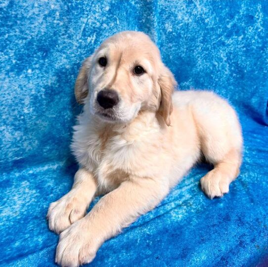 Golden Retriever DOG Female Golden 2673 Petland Pensacola, Florida