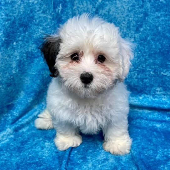 Havanese DOG Female White / Gold 2655 Petland Pensacola, Florida