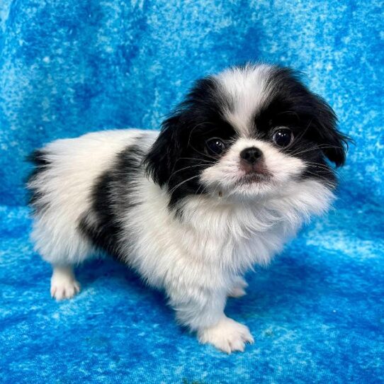 Japanese Chin DOG Male Sable/White 2672 Petland Pensacola, Florida