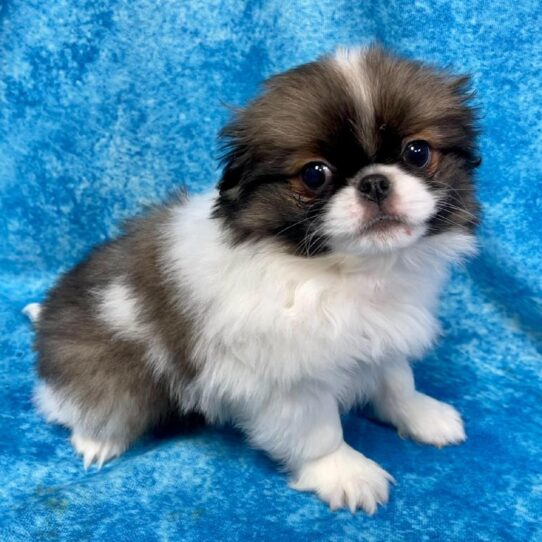 Japanese Chin DOG Male Black/White 2661 Petland Pensacola, Florida