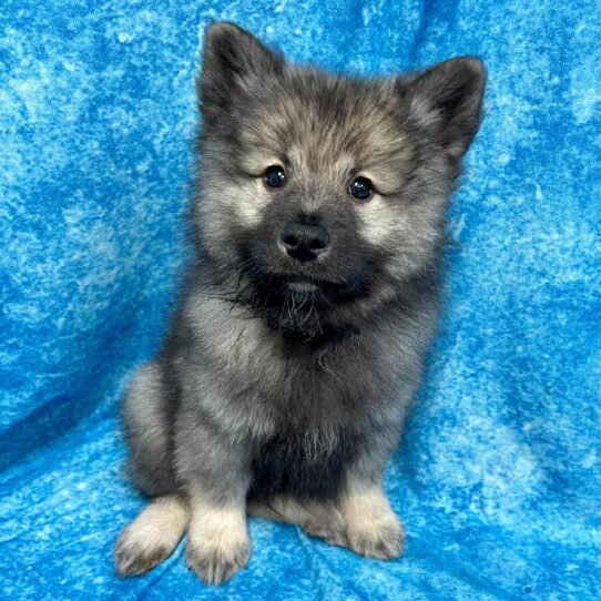 Keeshond DOG Male Silver / Black 2653 Petland Pensacola, Florida