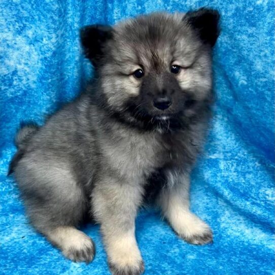 Keeshond DOG Female Silver / Black 2654 Petland Pensacola, Florida