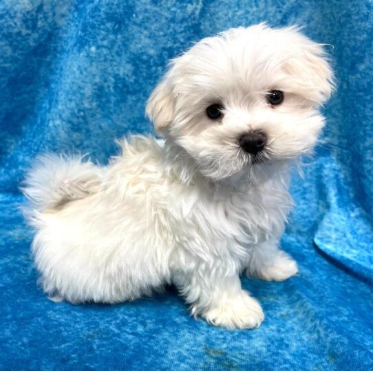 Maltese DOG Male White 2671 Petland Pensacola, Florida