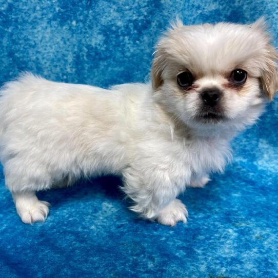 Pekingese DOG Male Cream Parti 2660 Petland Pensacola, Florida