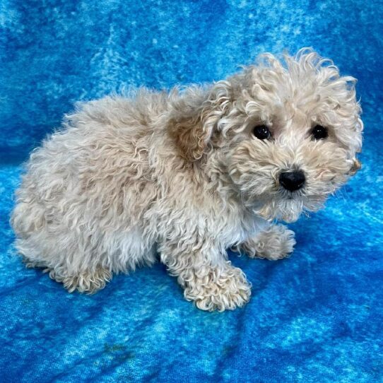 Poodle DOG Male Cream 2670 Petland Pensacola, Florida