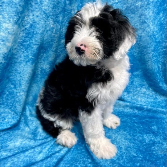 Sheepadoodle DOG Male Black / White 2651 Petland Pensacola, Florida