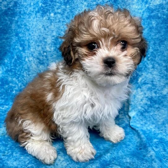 Shipoo-DOG-Female-Tri-2669-Petland Pensacola, Florida